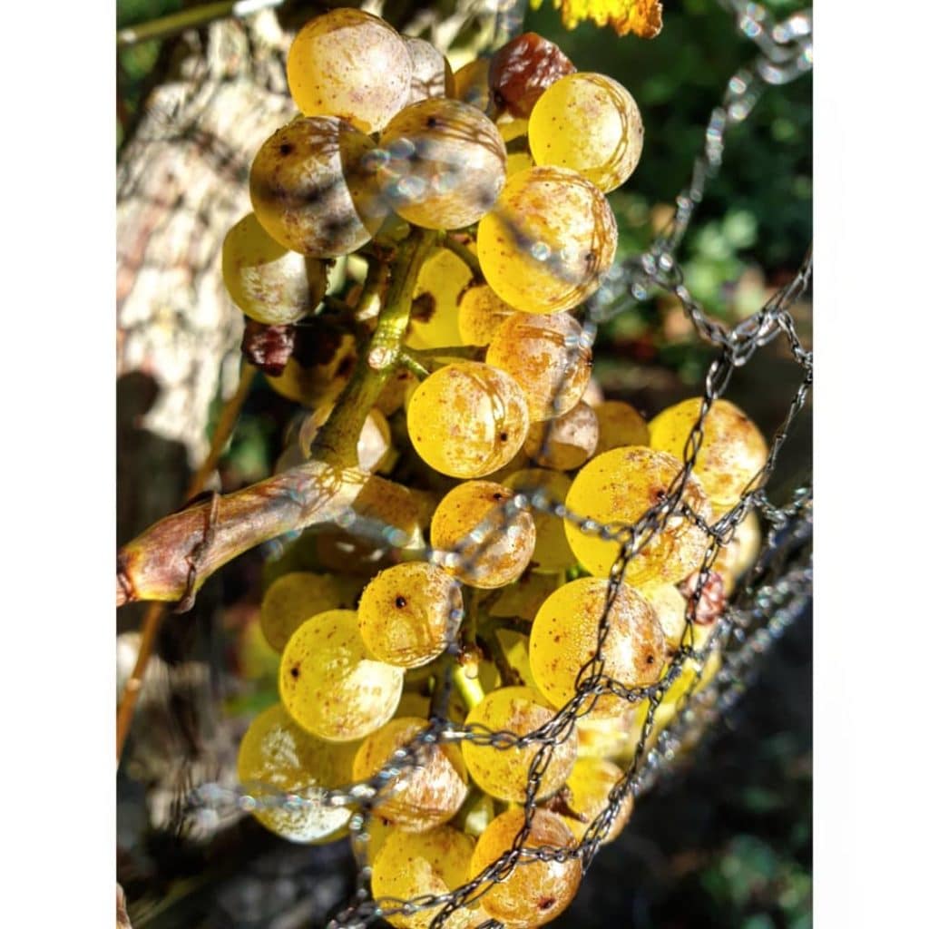 Chardonnay Grapes on the Vine