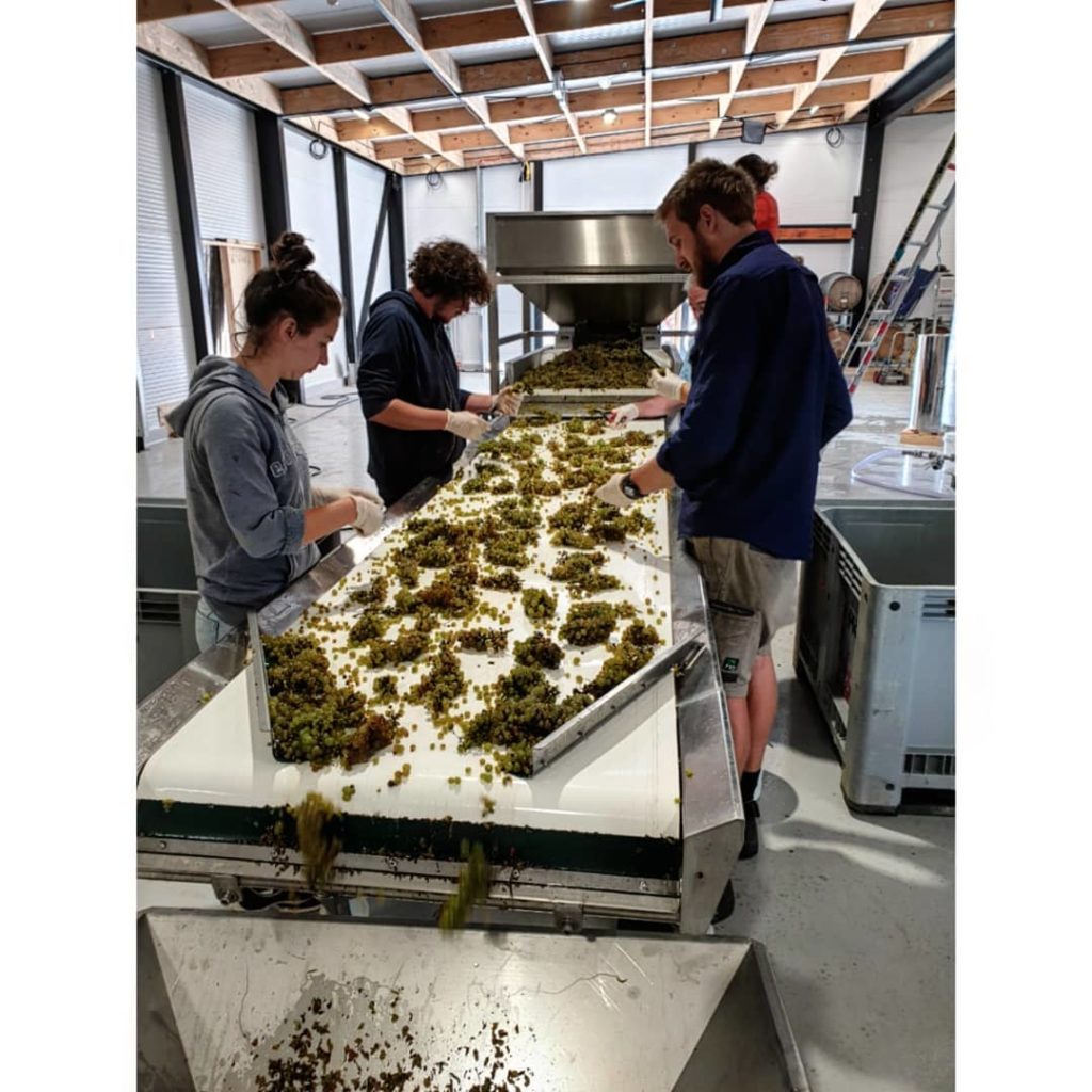 Workers at the sorting table