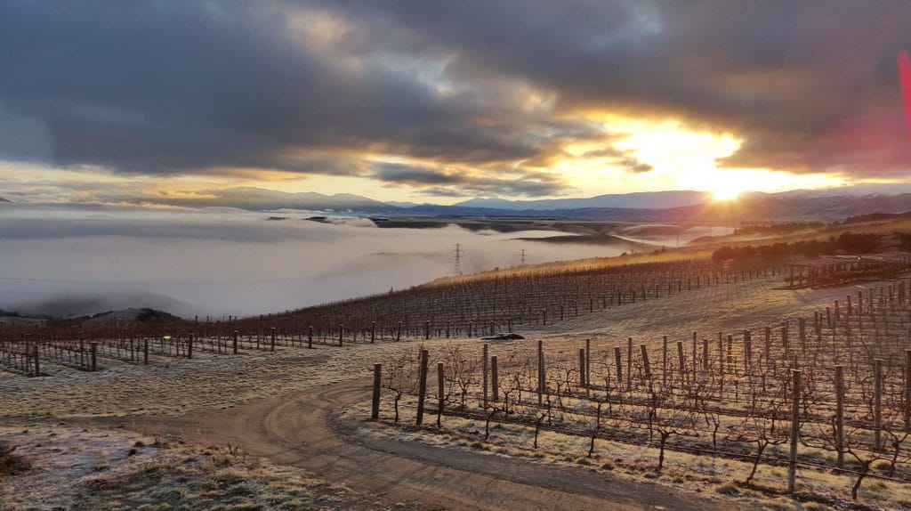 Frost on the Home Vineyard rows at sunrise, with fog filling the valley below