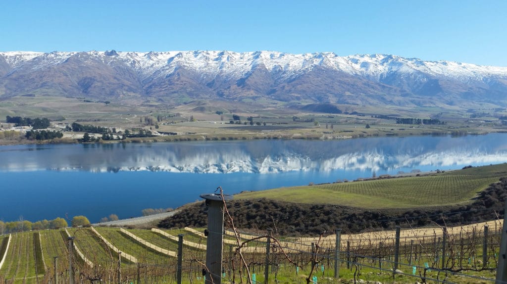 Winter vines at Rocky Point Vineyard above Lake Dunstan, with snow on the range behind