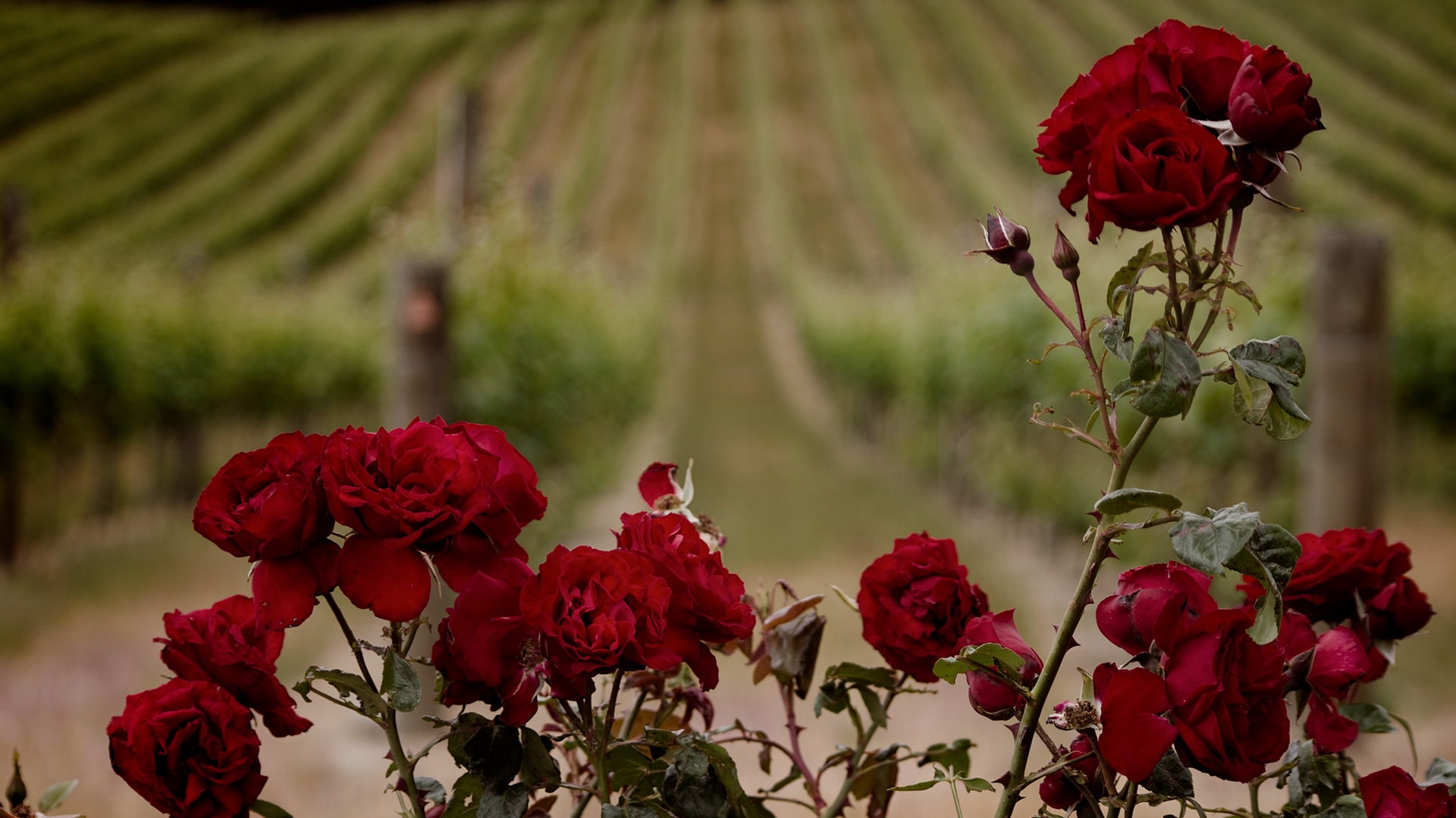 spring roses